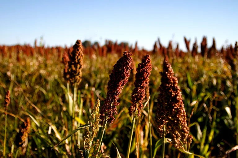 CN-SORGO