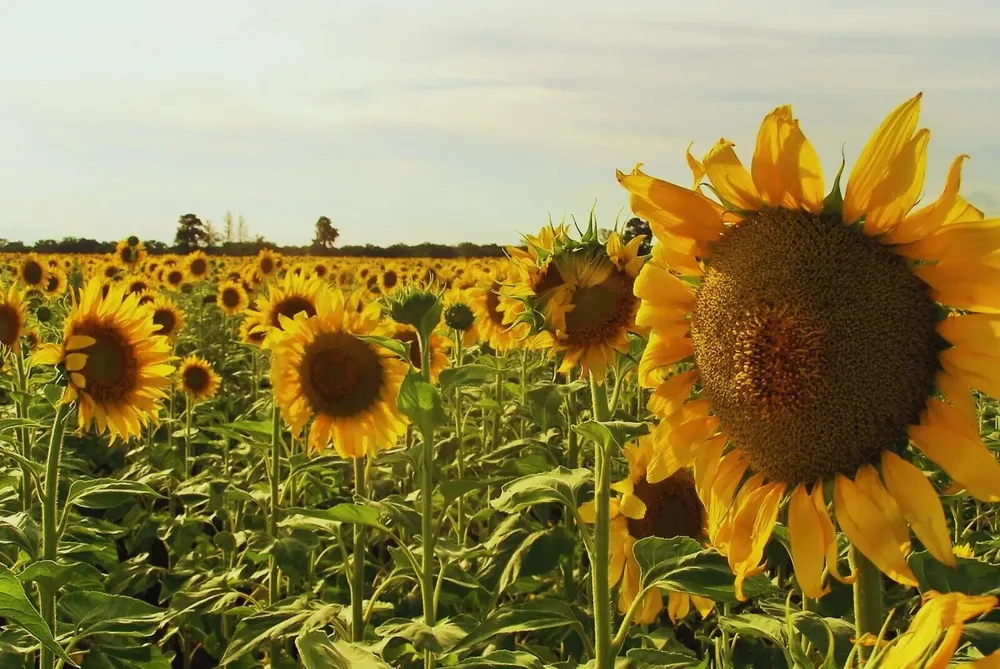 girasol1-jpg