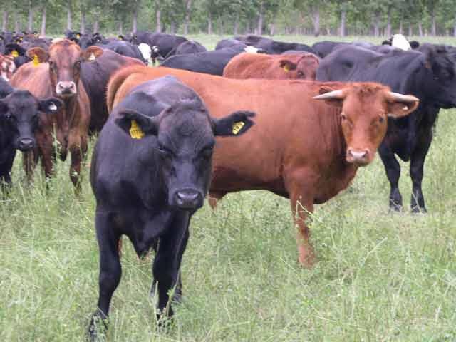 cn-testeos sin costos hasta un máximo de 5 toros para los productores