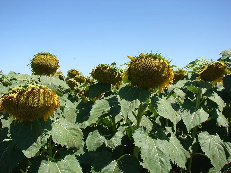 Girasol 