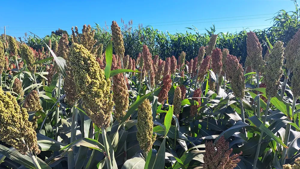 Sorgo RAGT