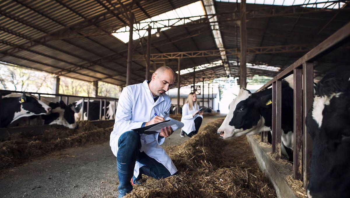 veterinarios-haciendo-un-control-sanitario-en-una-granja