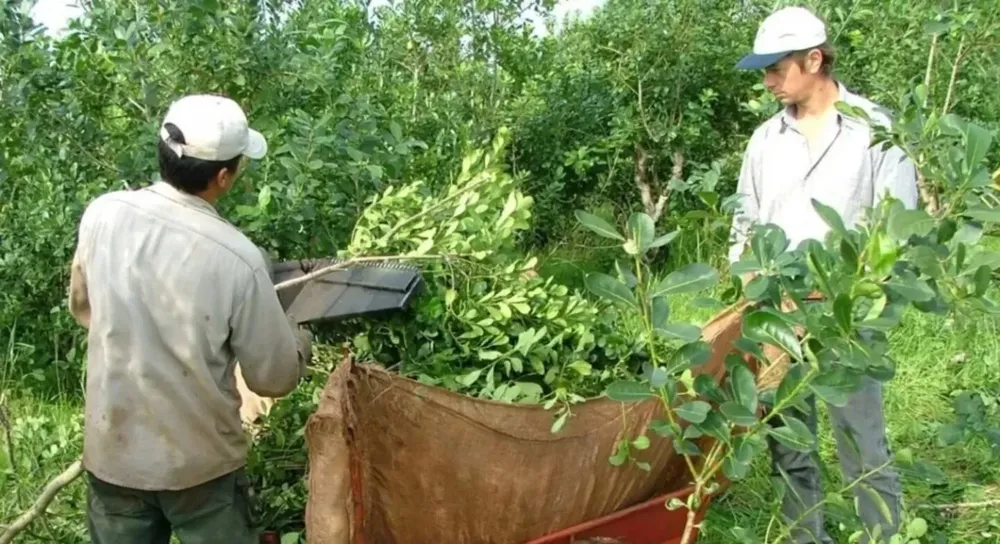 CN-Farm Forum Yerba
