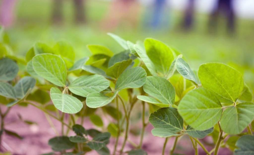 Soja tratada con ácidos Denka