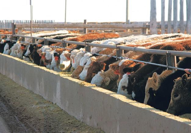 cn-feedlot