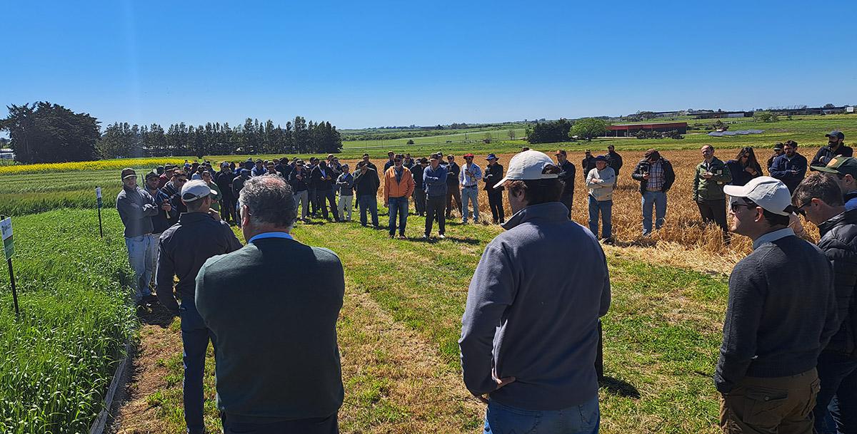 Recorridas por lotes de trigo