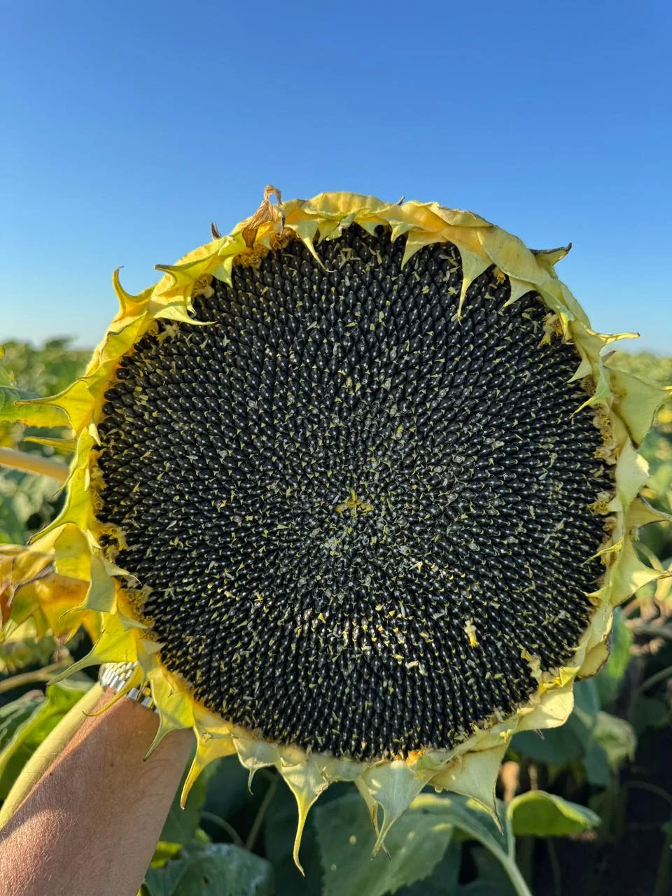 CN-GIRASOL