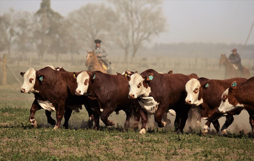 Créditos Foto- Asociación Braford Argentina