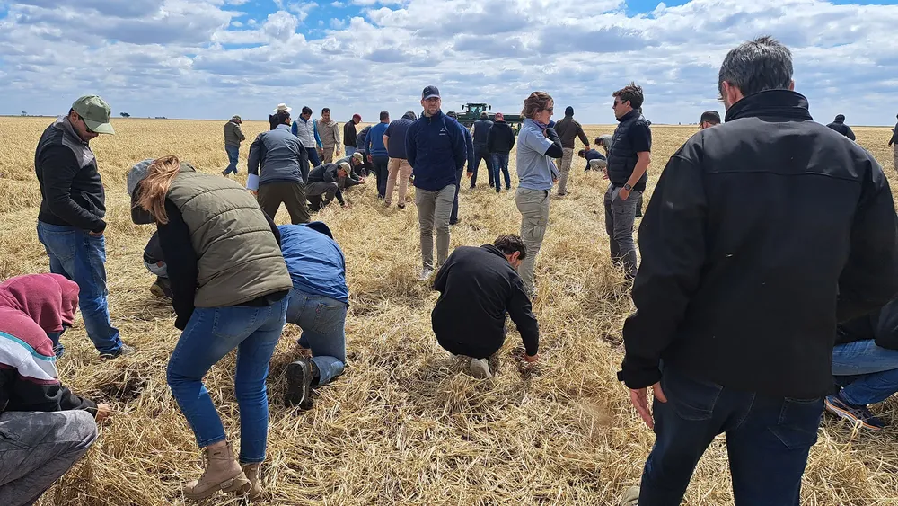Siembra de mani sobre centeno
