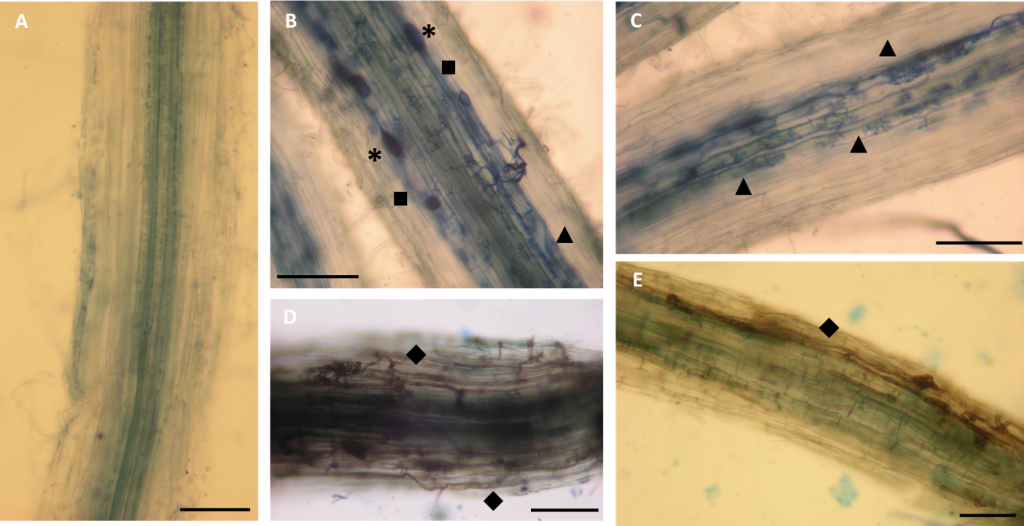 Microscopio-1024x526