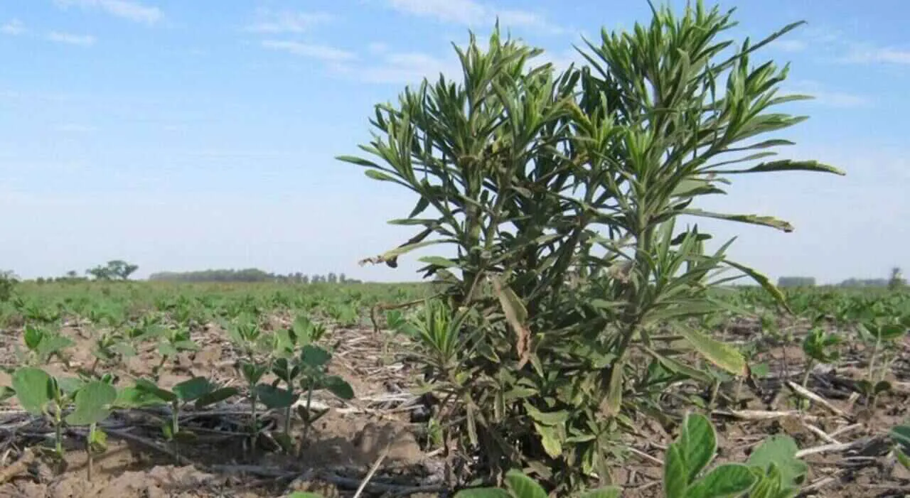 CN- Malezas-Rama-Negra