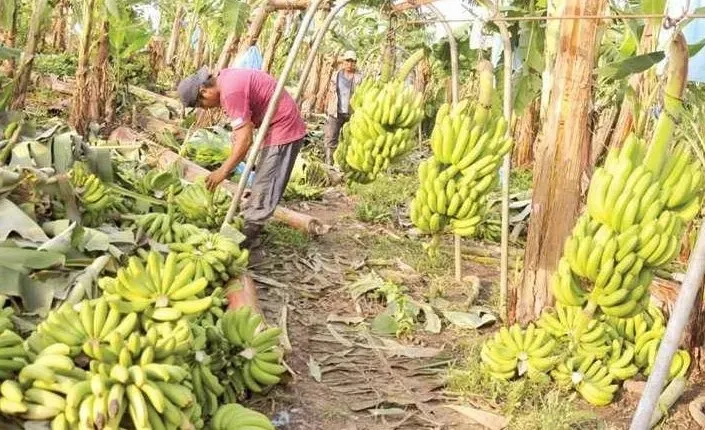 CN-AGRO COCHABAMBA