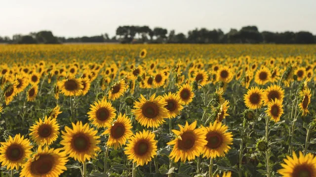 Siembra  Girasol 2