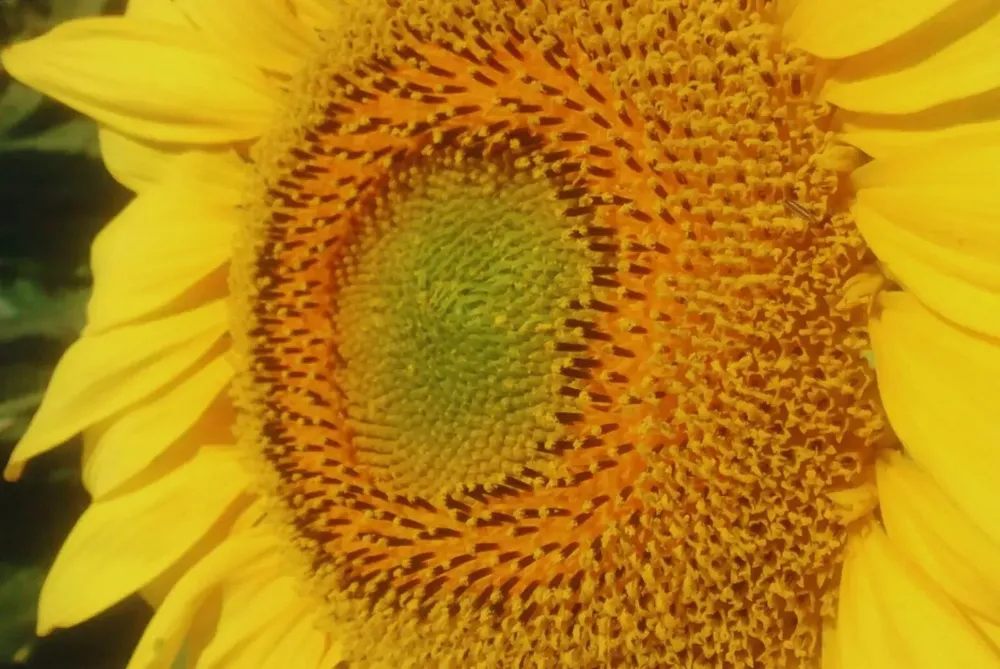 girasol 2-