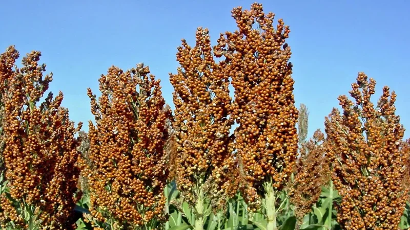 cn-sorgo