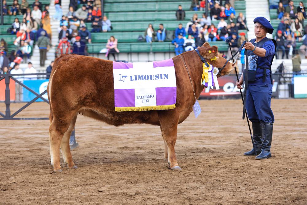 Palermo 2023 - Limousin - Lote 1275 - Res. GCH