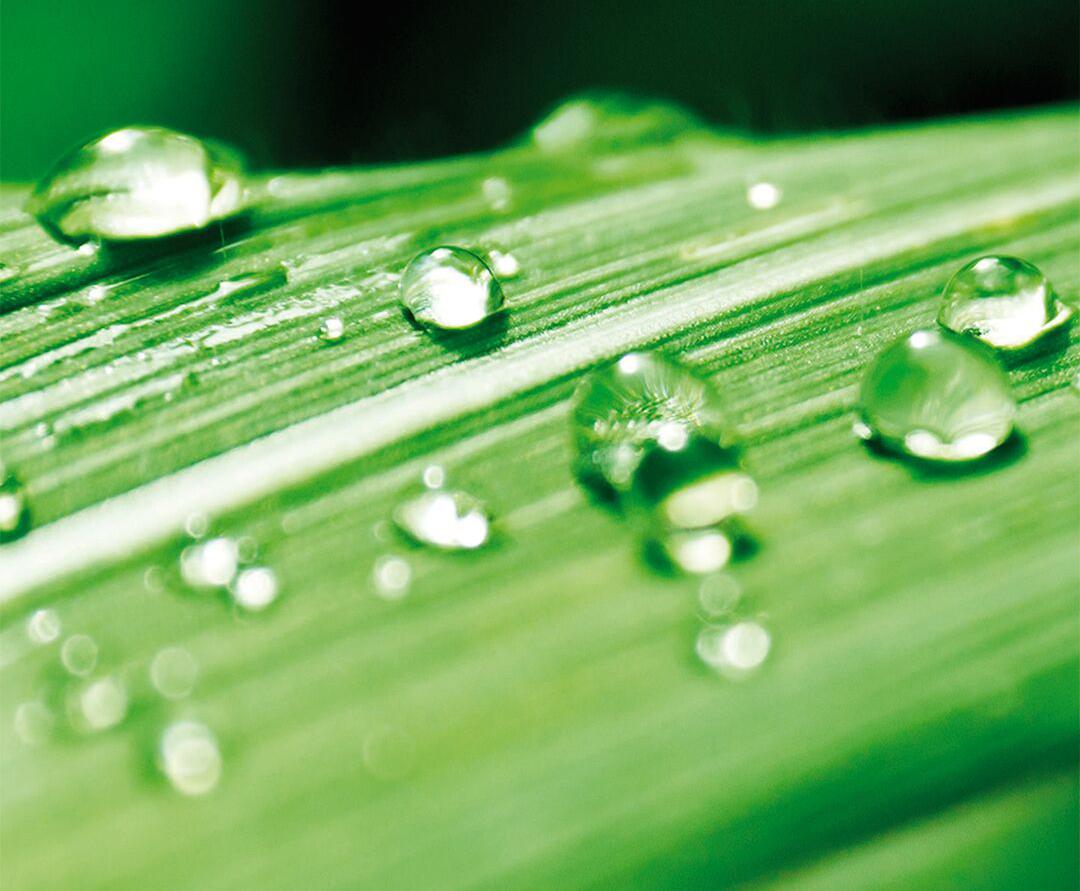 Producto sobre la hoja del maiz