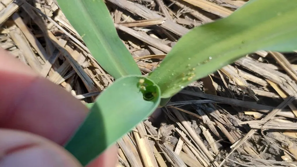 chicharrita-maiz-emergiendo