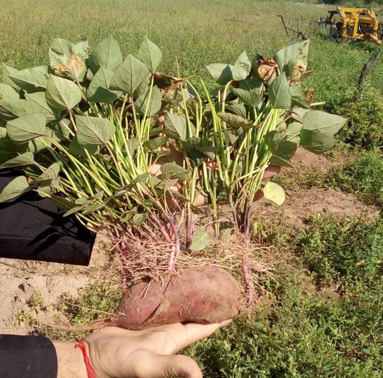 Batata (2)