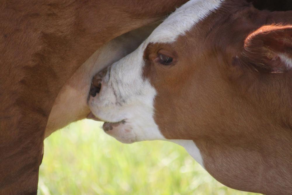 Foto 5- gentileza Asociación Braford Argentina.jpg