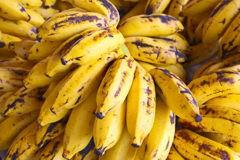 CN-BANANO IICA