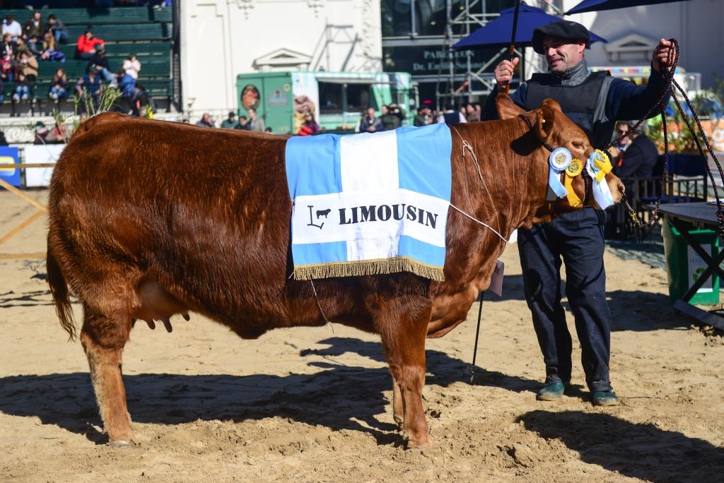 LIMOUSIN PALERMO 2019 BOX 1327 GCH