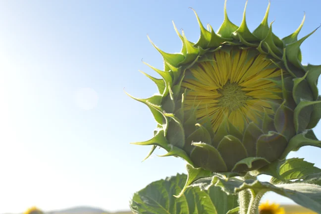 cn-girasol 2