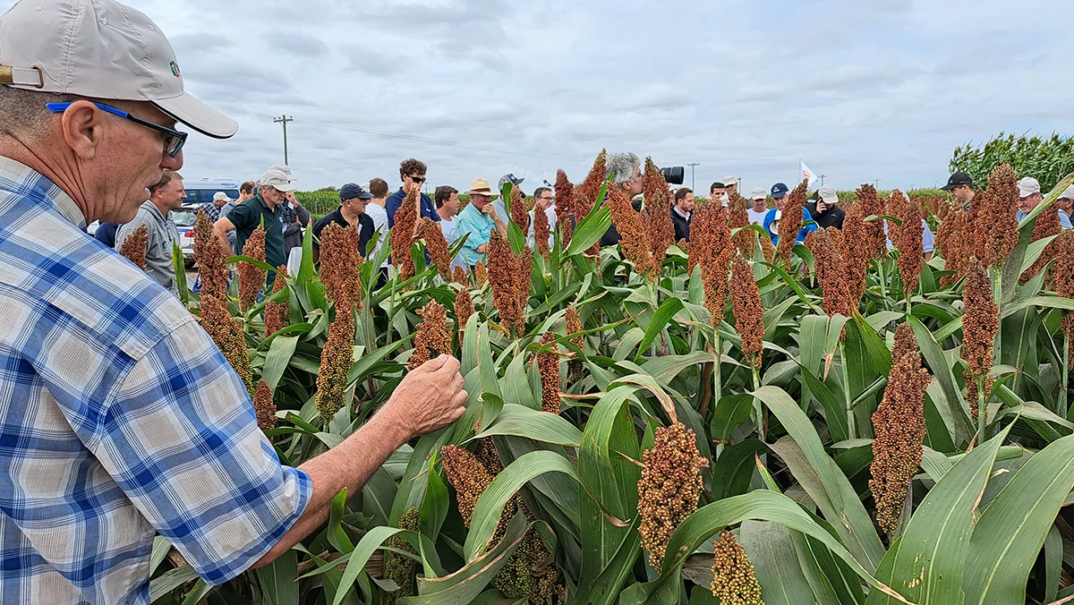 sorgo en el NOA