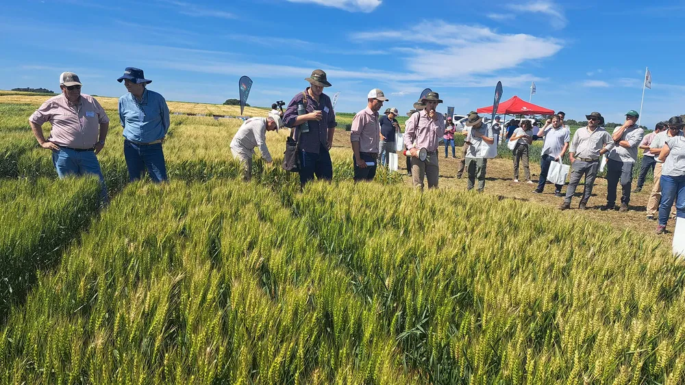 Viendo trigo en Rojas 2