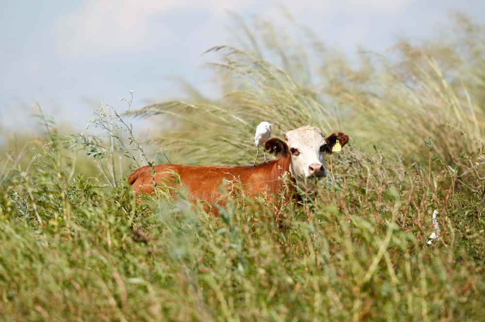 Foto 1 - gentileza Asociación Braford Argentina