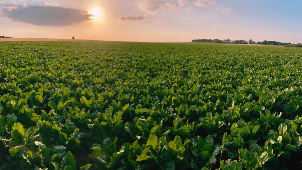 Plantacion en Francia remolacha azucarera.