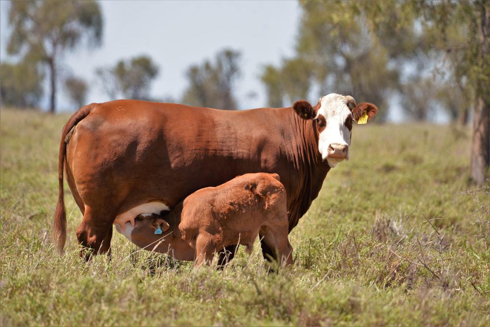 Foto 3 - gentileza Asociación Braford Argentina.jpg