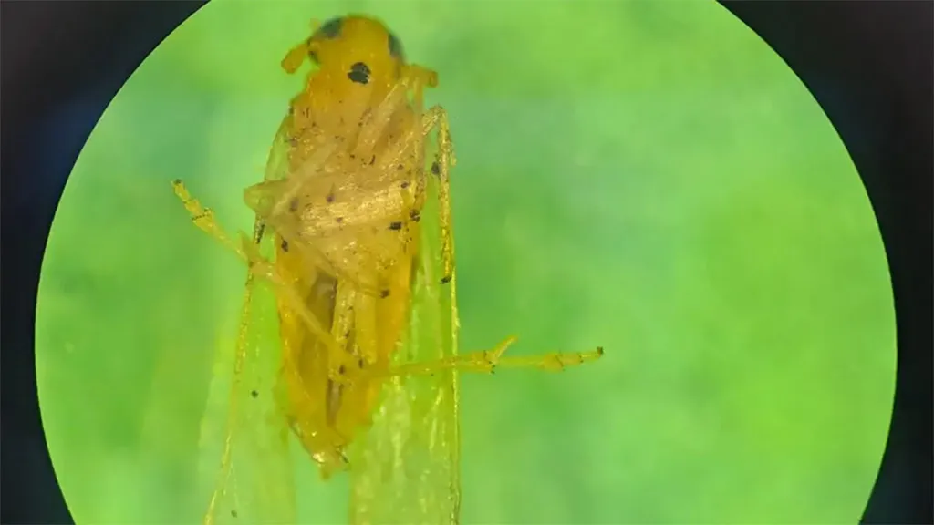 chicharrita-africana-2