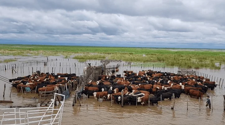cn-ganaderia inundada