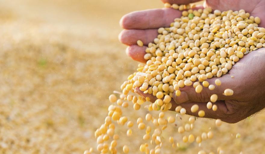 20240119194152_ley-de-semillas-1