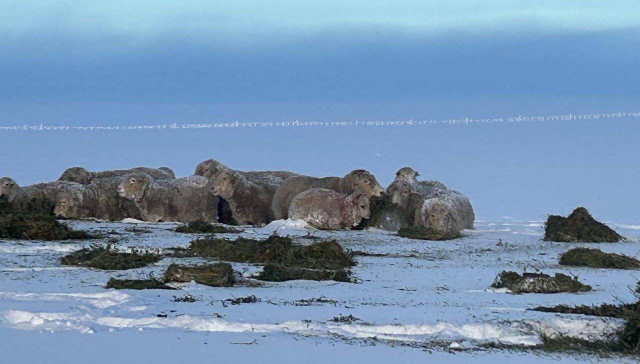 Ovejas-nieve-e1718810381643