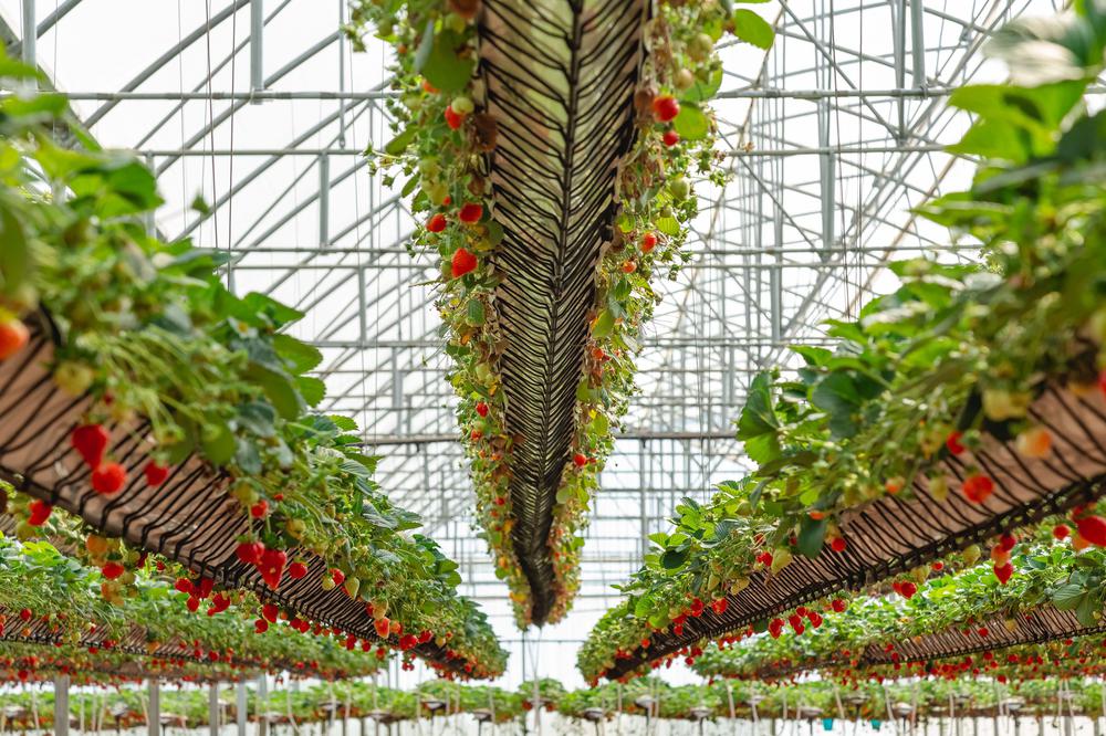 celosias desniveladas