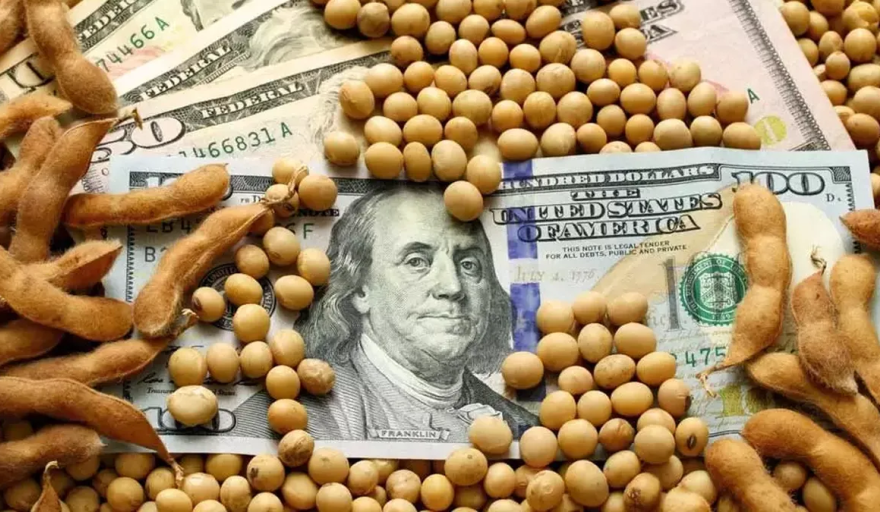 dolar soja