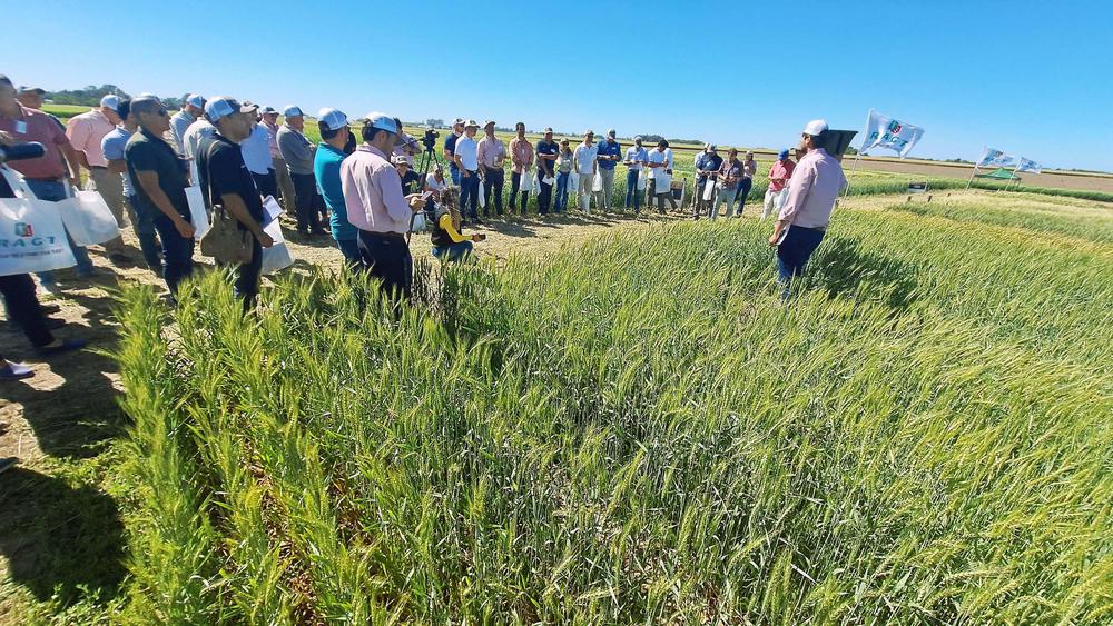 Viendo Trigo en Expo RAGT Cultivos invierno (2)