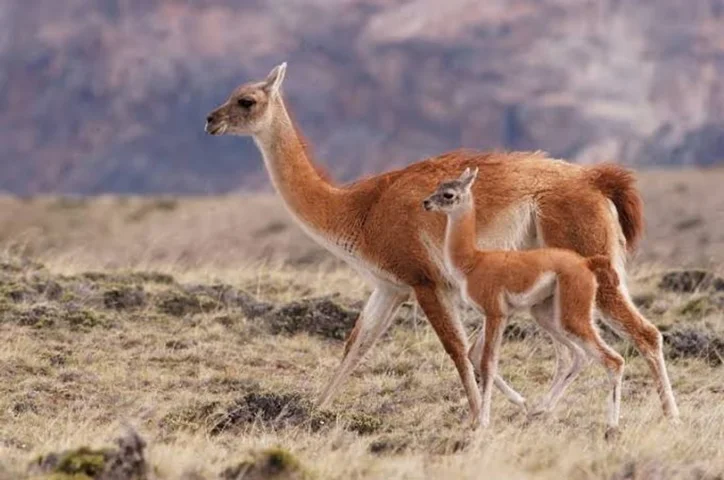 cn-GUANACO