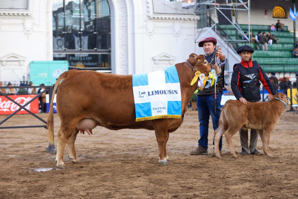 Palermo 2023 - Limousin - Lote 1284 GCH