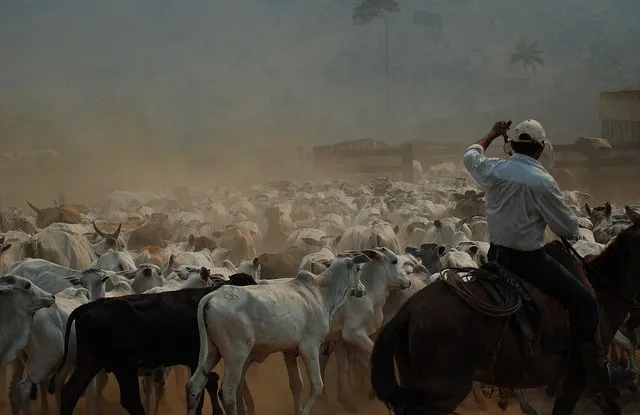 brasil-vacas