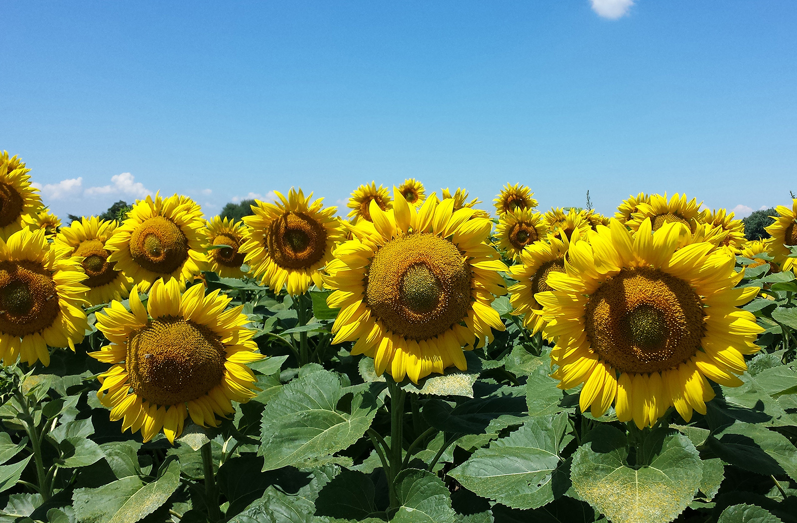 girasol sano