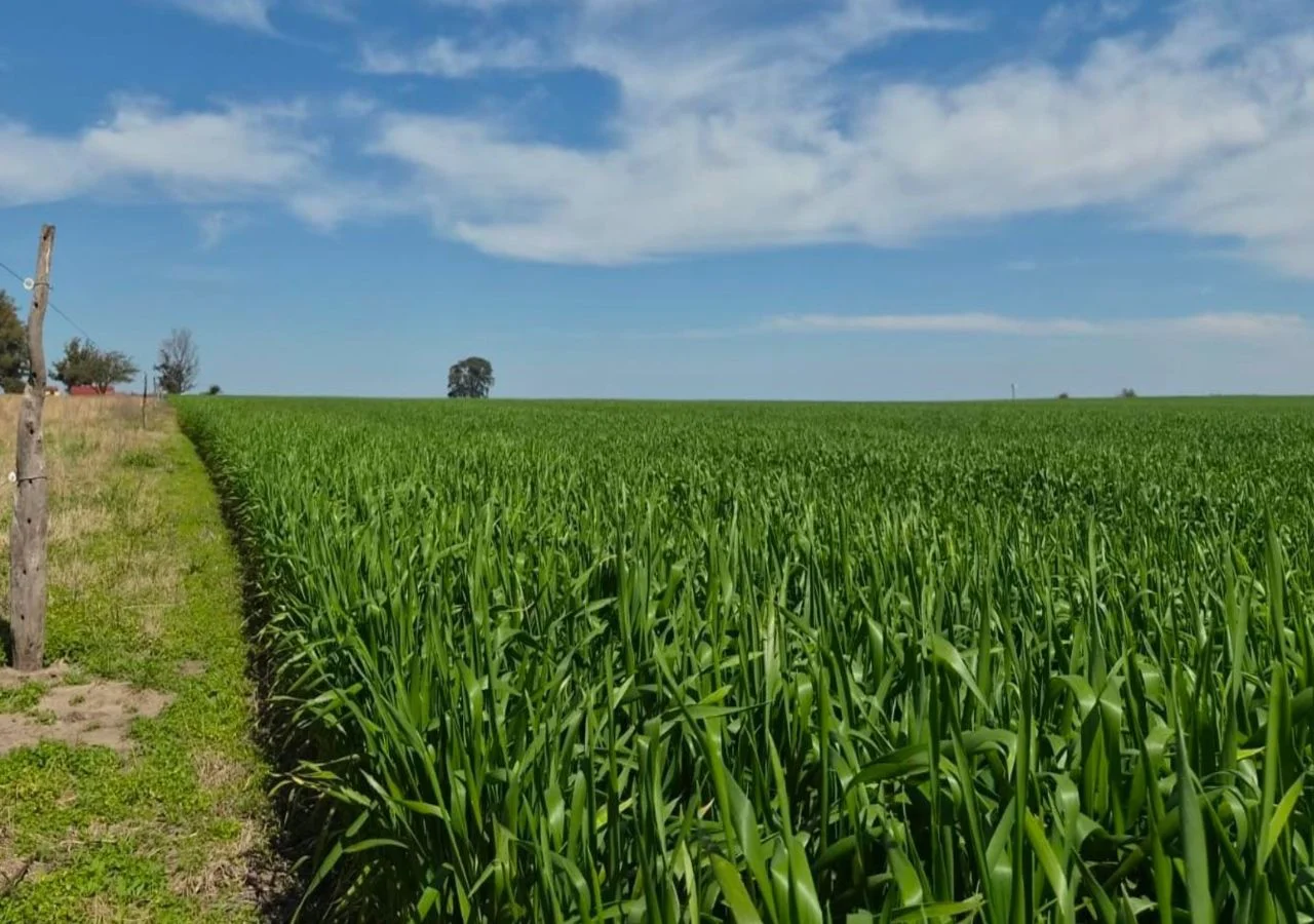 Campo 