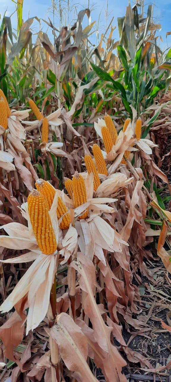 WhatsApp Image 2024-05-22 at 09.28.52