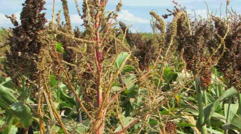 CN- Yuyo-Colorado-Maleza-Enfermedades-