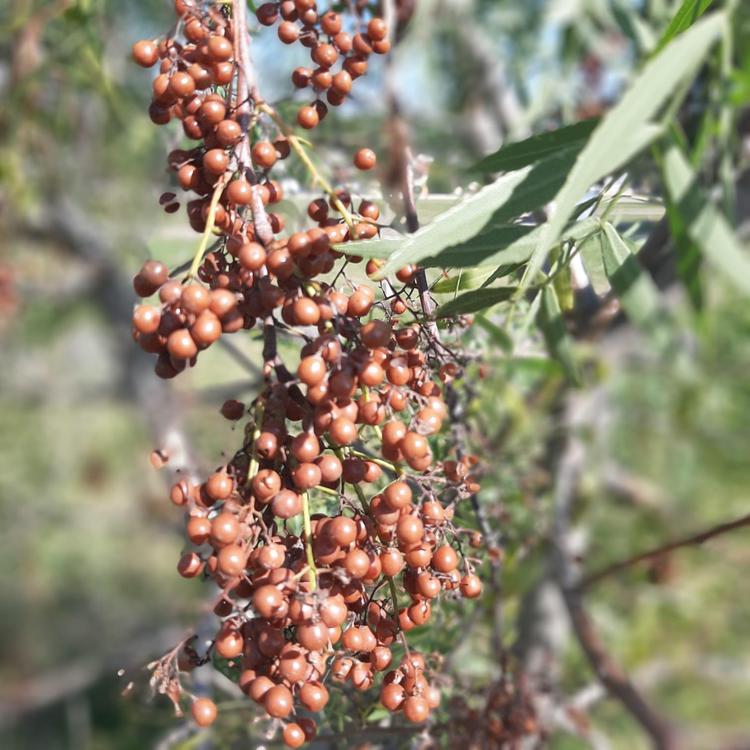 Aguaribay (Schinus molle)  