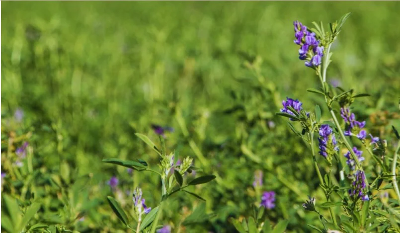 Alfalfa