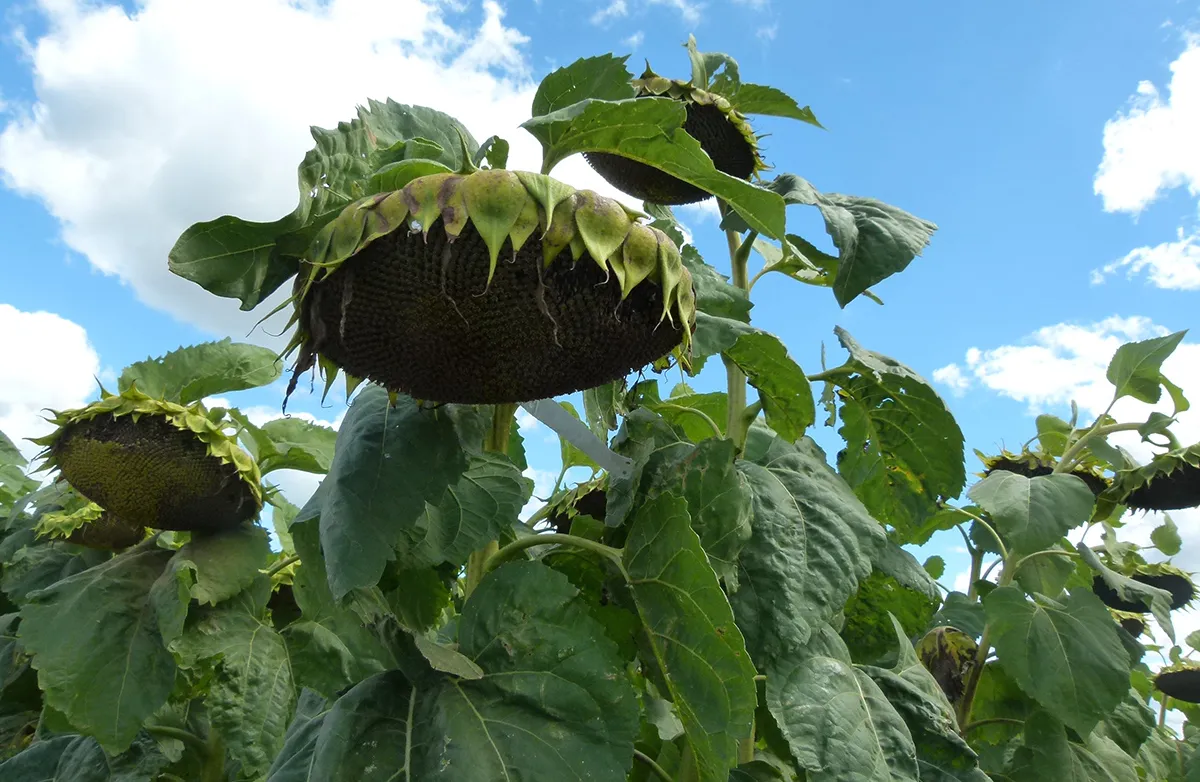 Girasol RAGT Semillas