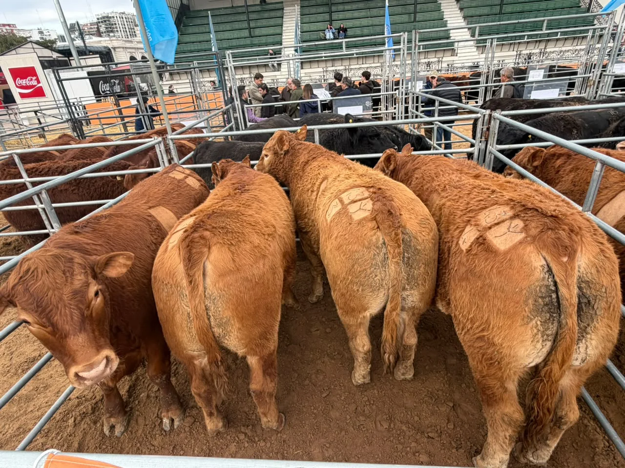 Limousin - Expo Rural 2026 - Limousin 1er. Premio Concurso de Novillos